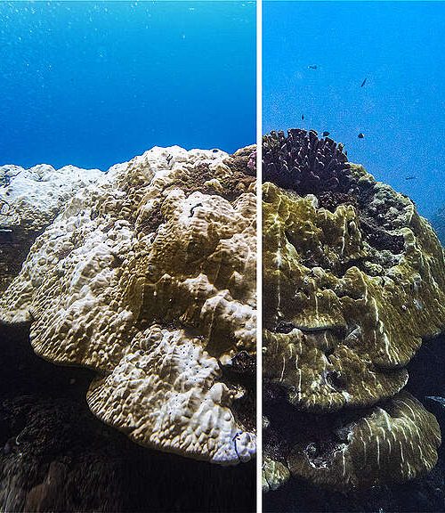 Superfície do oceano bate 100 dias de temperaturas recordes e acende novo alerta para crise climática