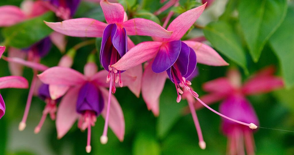 Dicas essenciais para o cultivo do brinco de princesa