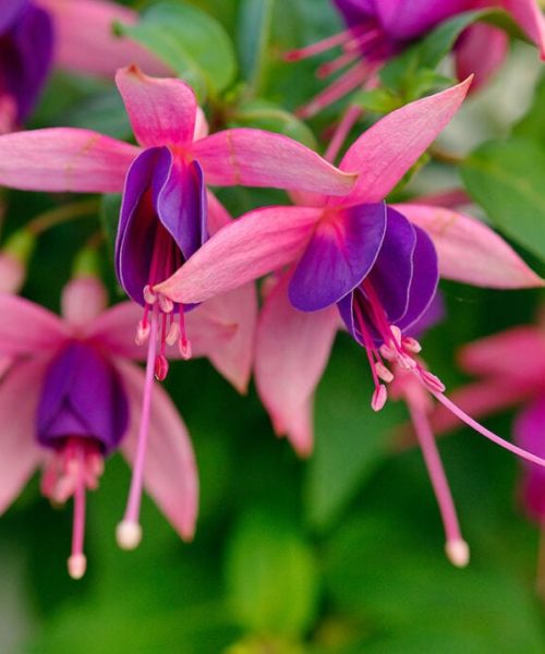 Dicas essenciais para o cultivo do brinco de princesa