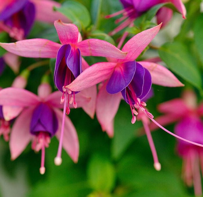 Dicas essenciais para o cultivo do brinco de princesa