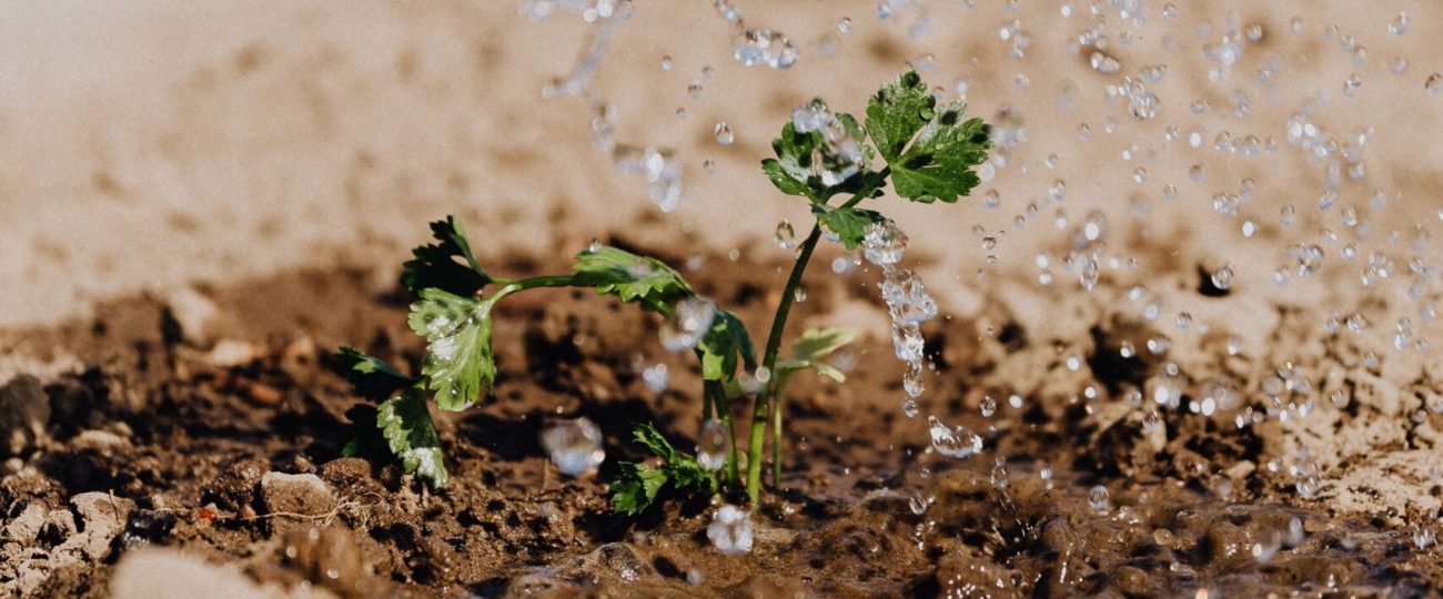 Imersão em água: um truque para acelerar a germinação das sementes