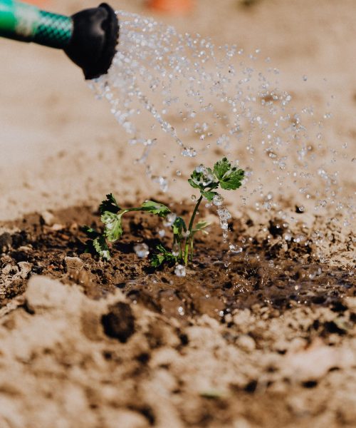 Imersão em água: um truque para acelerar a germinação das sementes