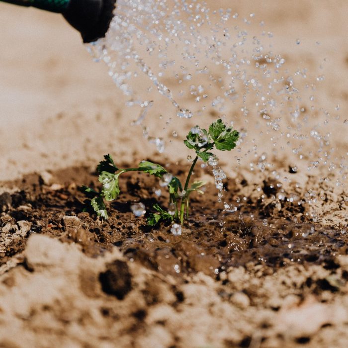 Imersão em água: um truque para acelerar a germinação das sementes