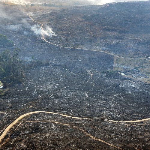 Eleições 2026: nova leva de infratores ambientais é escolhida no primeiro turno, revela Greenpeace Brasil