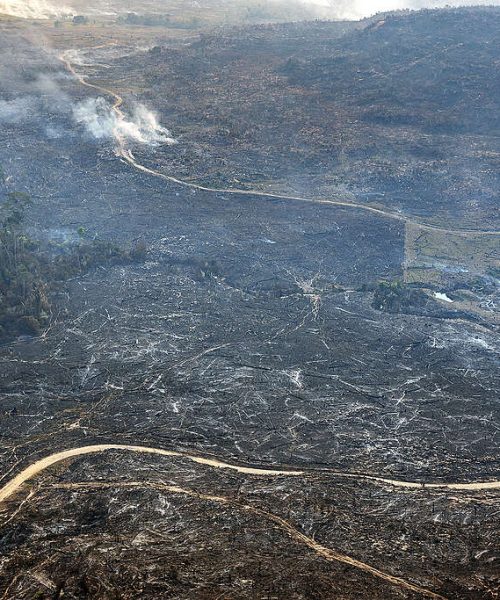 Eleições 2026: nova leva de infratores ambientais é escolhida no primeiro turno, revela Greenpeace Brasil
