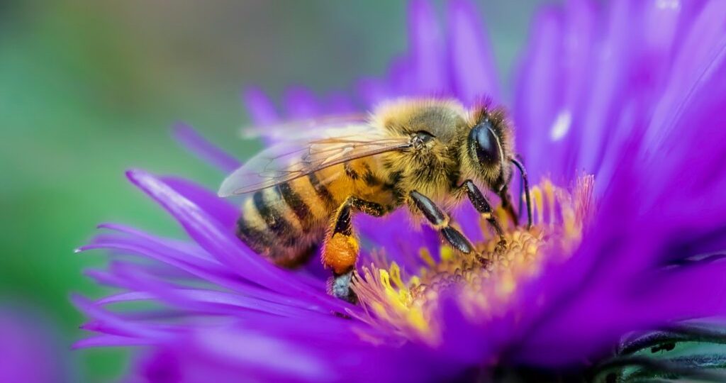 Seis estratégias eficazes para convidar abelhas ao seu jardim