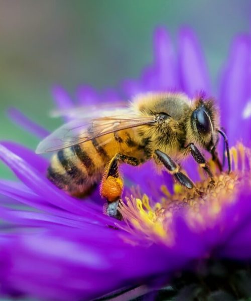 Seis estratégias eficazes para convidar abelhas ao seu jardim