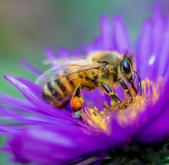 Seis estratégias eficazes para convidar abelhas ao seu jardim