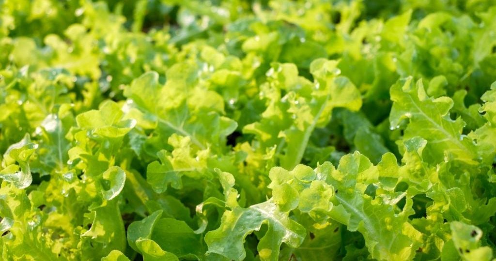 Telhado de supermercado em Berlim se transforma em horta de alface